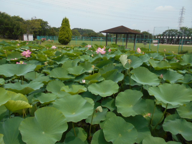 しらさぎ公園0630-1