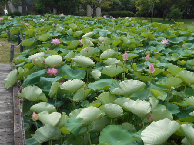 しらさぎ公園0630-2