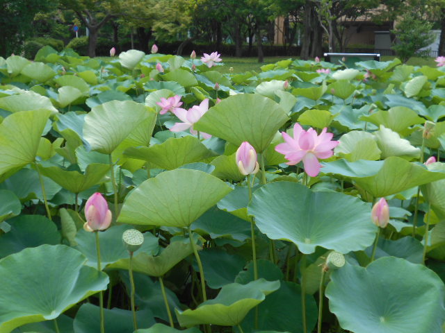 しらさぎ公園0630-5