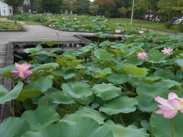 しらさぎ公園0703-1