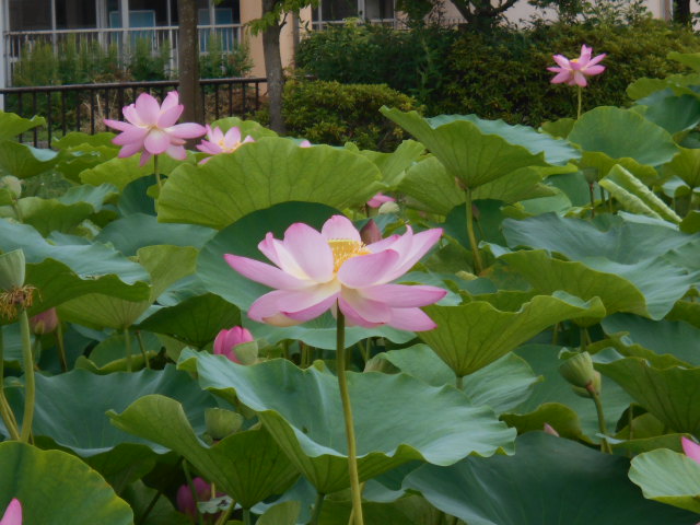 しらさぎ公園ハス0703-4