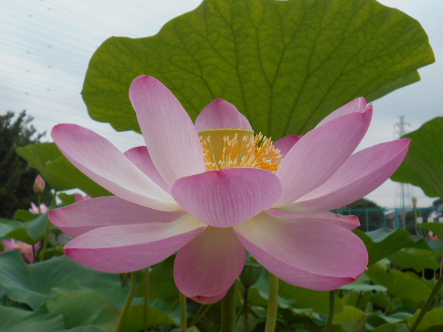 しらさぎ公園0703-5