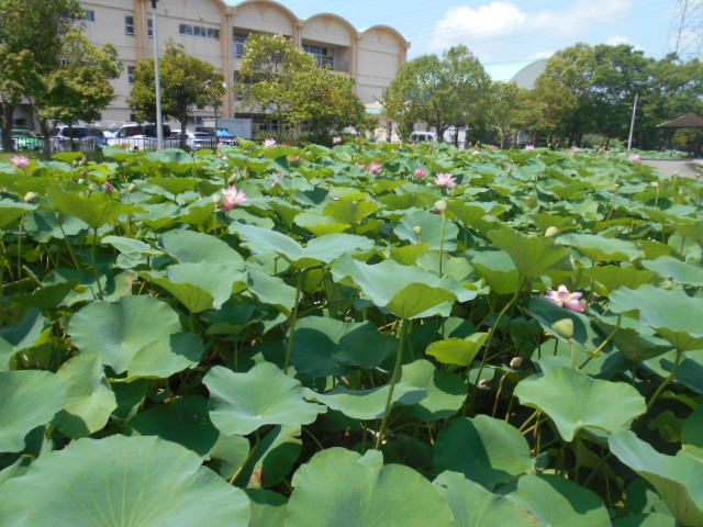 しらさぎ公園0704-1