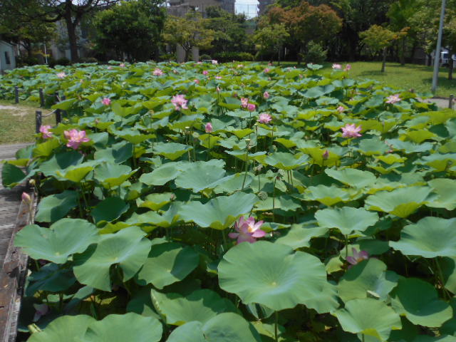 しらさぎ公園0704-2