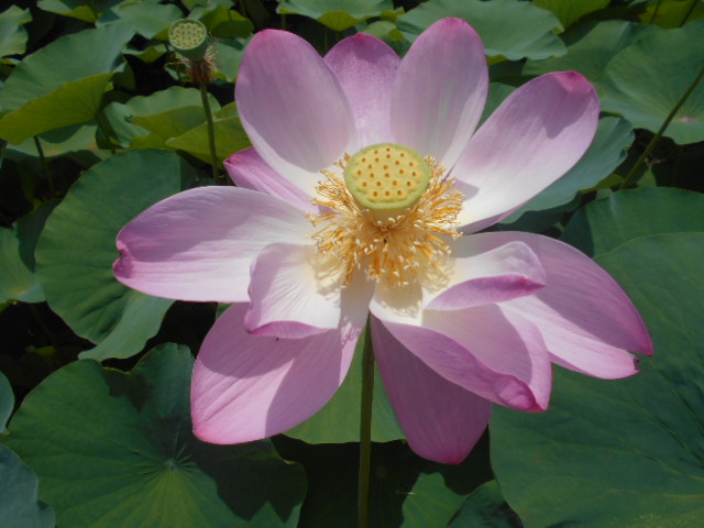 しらさぎ公園0704-5