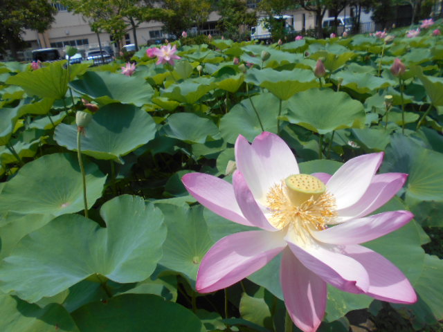 しらさぎ公園0704-6