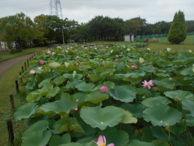 しらさぎ公園706-1