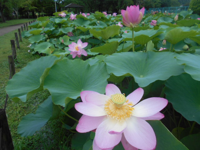 しらさぎ公園0706-3