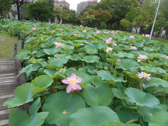 しらさぎ公園0706-4