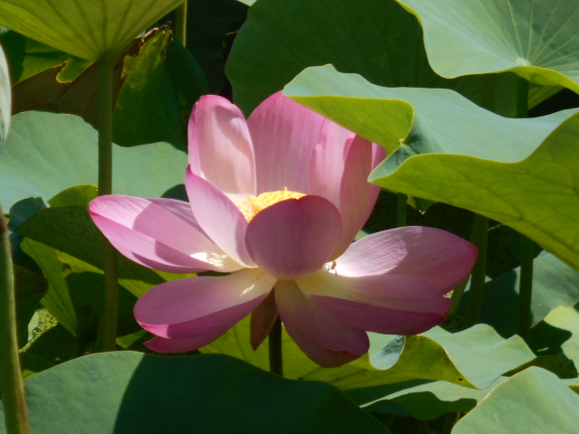 しらさぎ公園5-0707