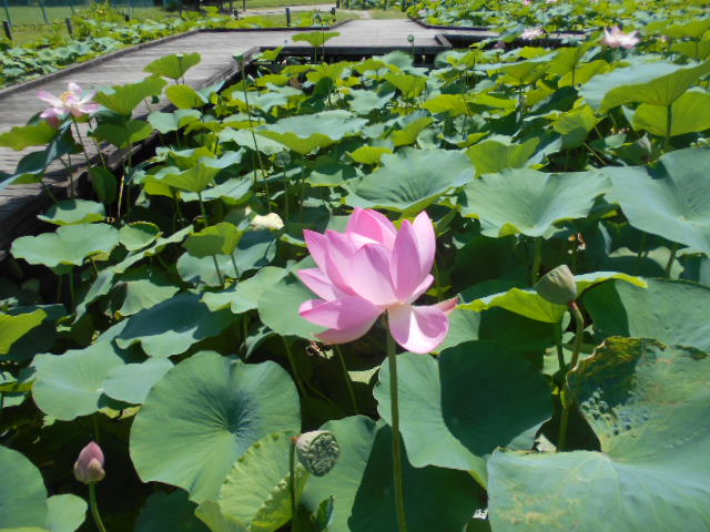 しらさぎ公園1-0707