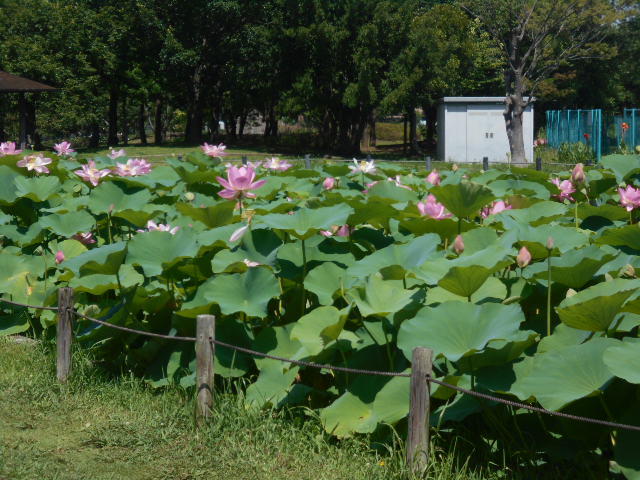 しらさぎ公園2-0707
