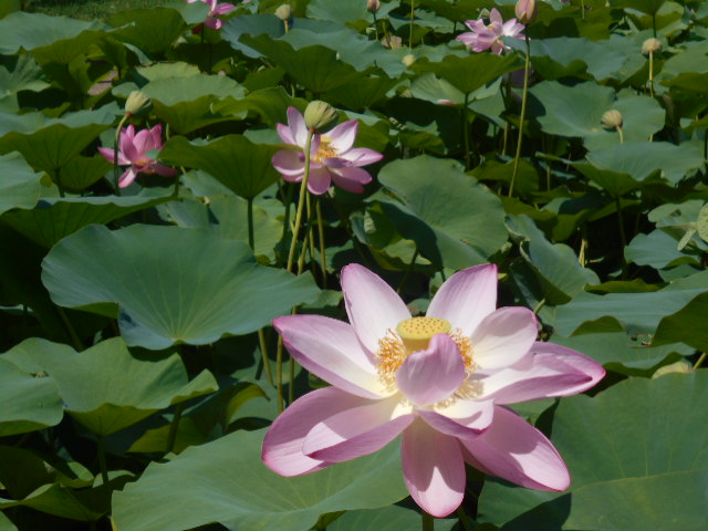 しらさぎ公園3-0707