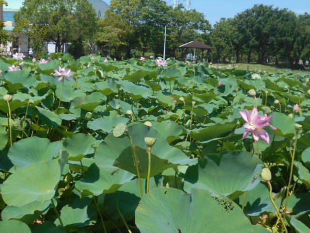 しらさぎ公園0710-1
