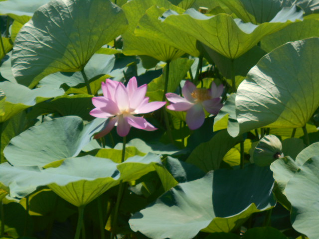 しらさぎ公園0710-3
