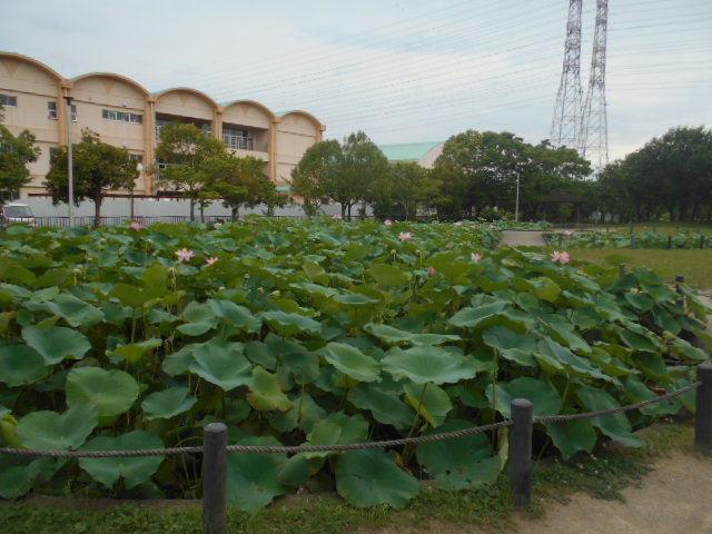 しらさぎ公園0713-1