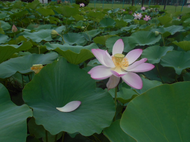 しらさぎ公園0713-3