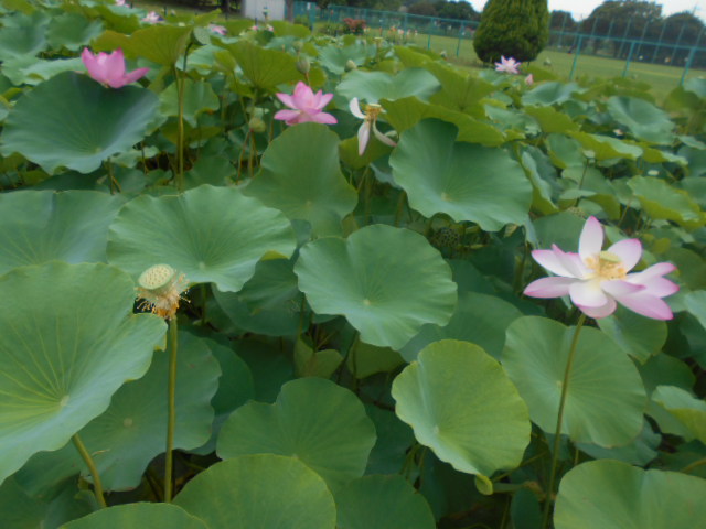しらさぎ公園0713-4