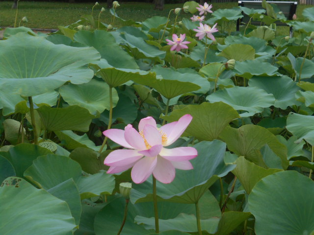 しらさぎ公園0713-5