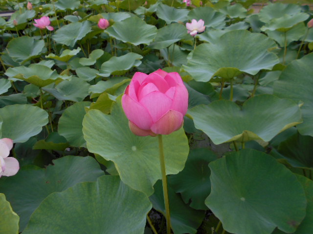 aa