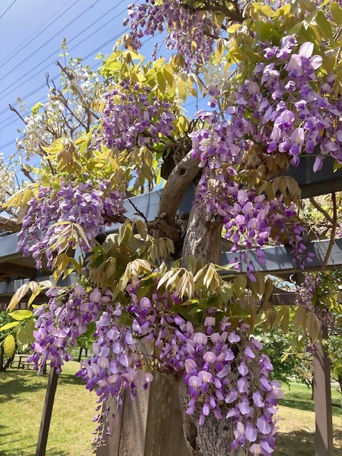 hujimura