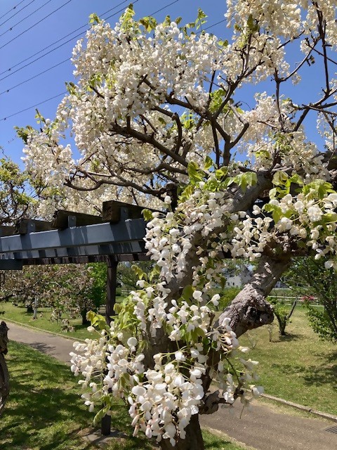 hujisiro