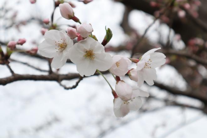 千本桜緑地3（4.3）