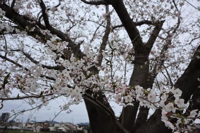 千本桜緑地3（4.5）