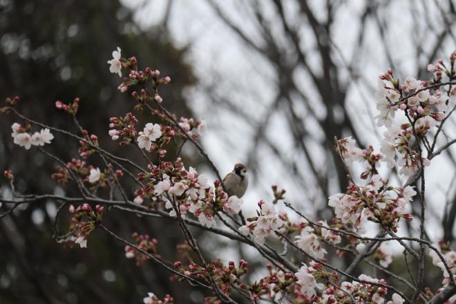 千本桜緑地2（4.5）