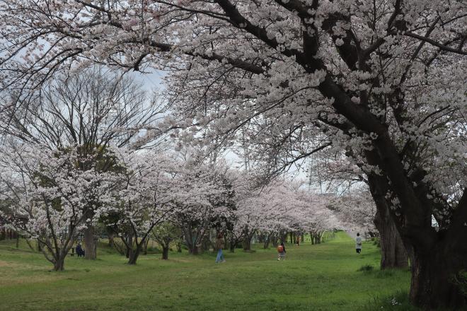 千本桜緑地2（4.8）