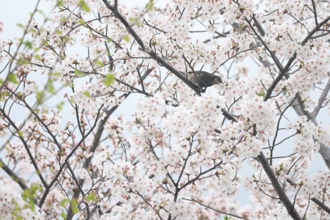 千本桜緑地4（4.8）