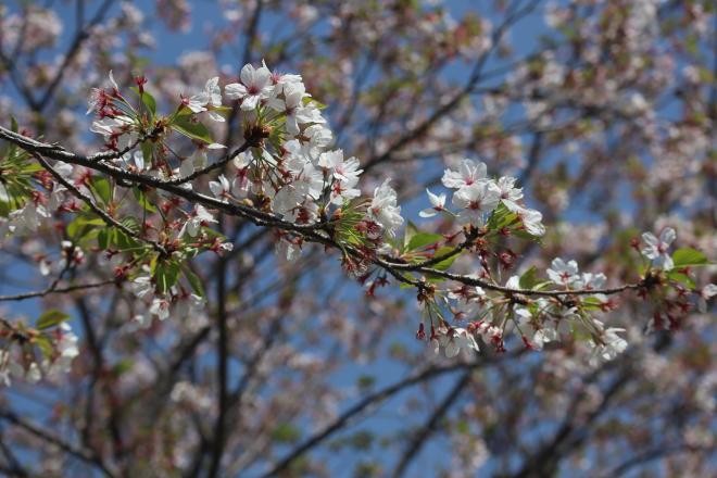千本桜緑地2（4.15）