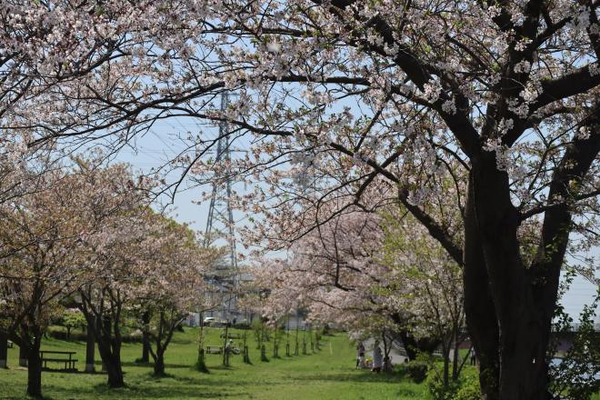 千本桜緑地3（4.15）
