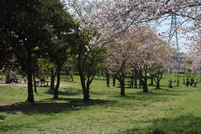 千本桜緑地4（4.15）