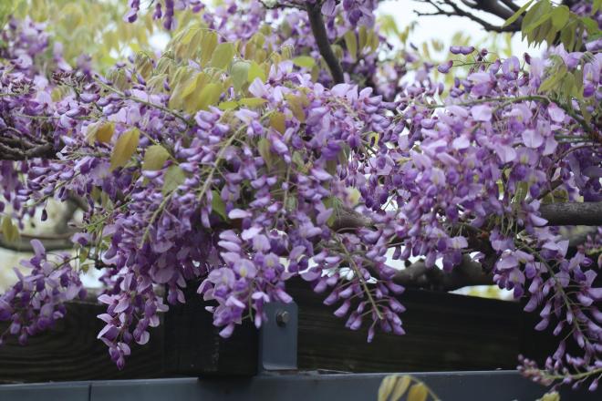 千本桜緑地4フジ（4.22）