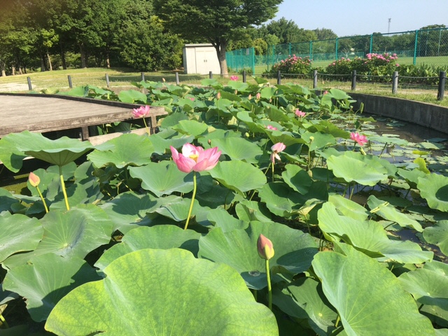 ハス池