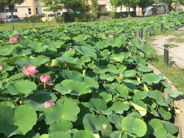 ハス池2