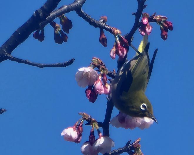 メジロと桜