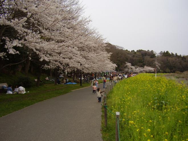 お花見広場
