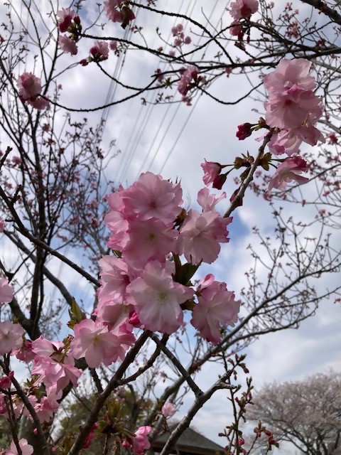 sakura1