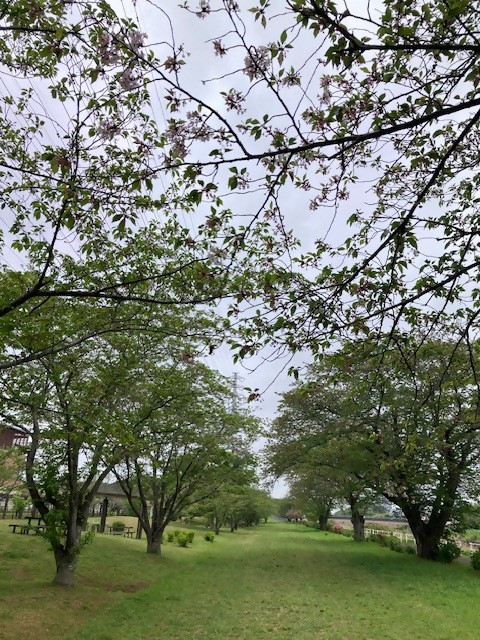sakura2
