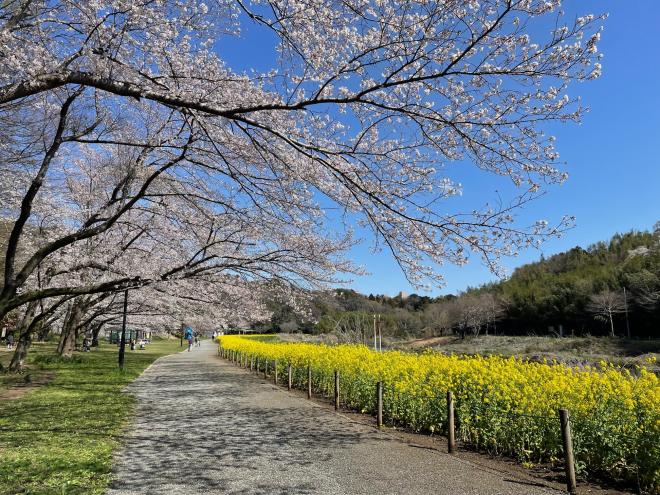 ohanami2