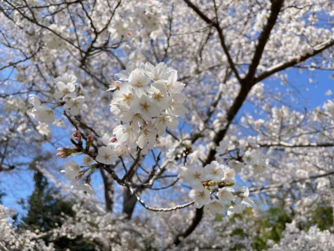ohanami1
