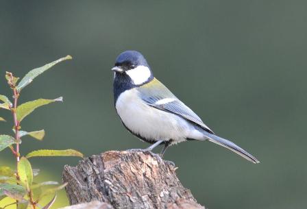 シジュウカラ