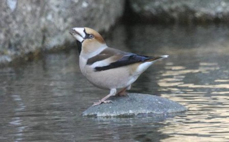 シメ