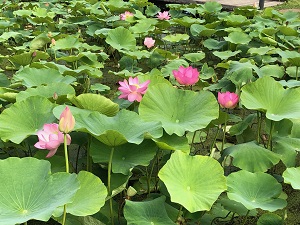0624_オオガハス