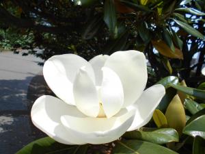 タイサンボク