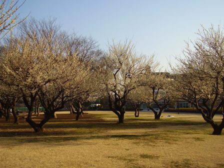 冬梅園