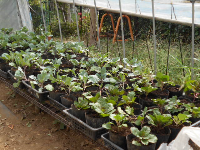 20191003植え替え終了