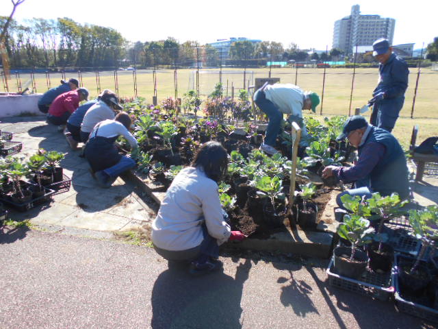 2019葉ボタン植え替え1